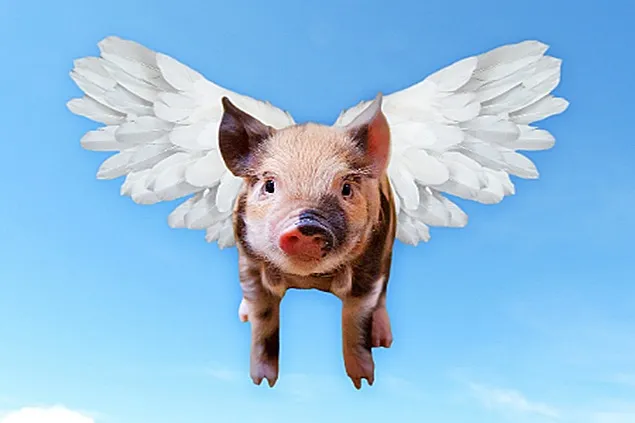 Exportul Rusiei de carne de porc în China începe înainte de termen