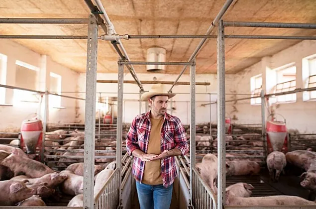 IMPORTANT! Curs de pregătire pentru prevenția și evitarea PPA organizat de FAO