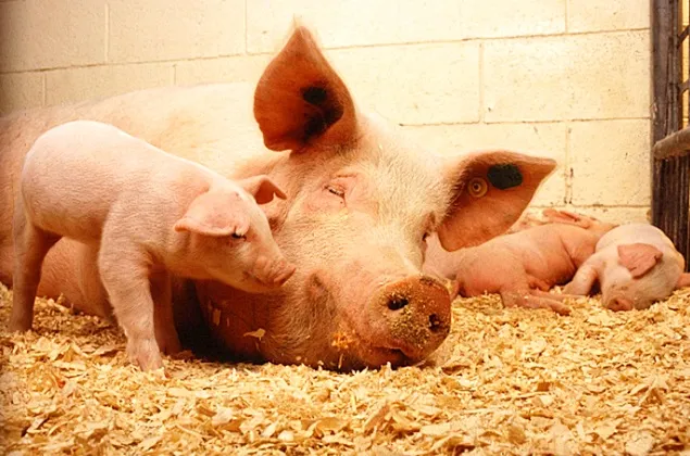 BEUC: Consumatorii din UE susțin noile legi pentru o mai bună bunăstare a animalelor de fermă