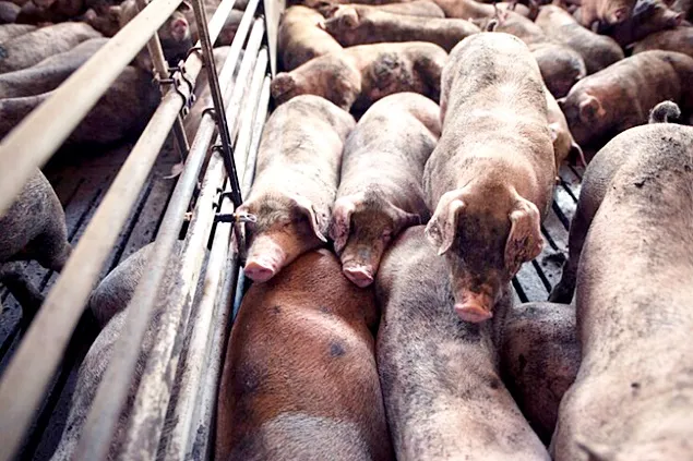 Exporturile rusești de carne de porc către China încep înainte de termen