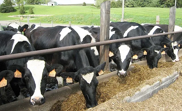Studiu: UE este prea dependentă de importurile de hrană pentru animale și îngrășăminte