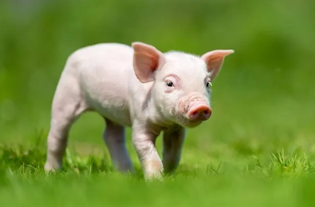 CE: Noile norme privind bunăstarea animalelor au fost amânate în numele dialogului strategic