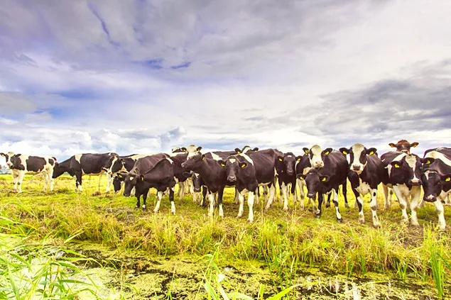 Adoptarea agriculturii regenerative și menținerea curată a naturii