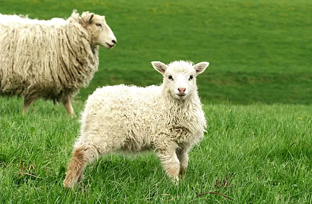 Activități de sezon în domeniul creșterii animalelor