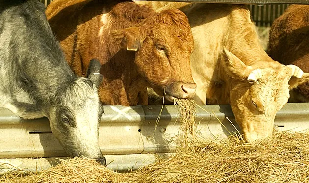 APIA autorizează la plată Ajutoarele Naționale Tranzitorii – Specia bovine