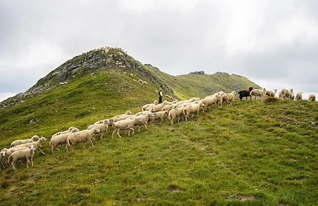 Lucrări agricole de sezon pe pajiștile naturale montane