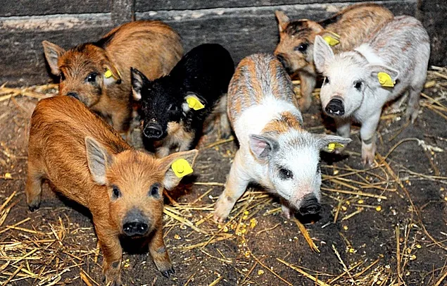 Programul de susținere a crescătorilor de porci Bazna şi Mangaliţa în 2024 a fost aprobat