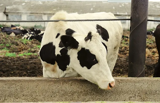 Îngrijorare enormă în UE față de răspândirea H5N1 de la păsări la bovine și alte mamifere