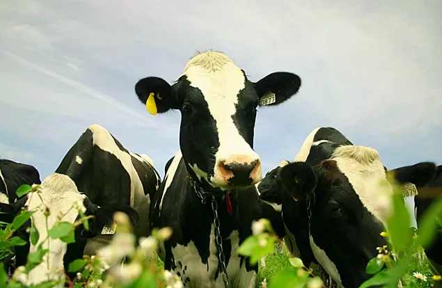 FrieslandCampina Ingredients susține agricultura regenerativă a fermierilor din cooperativă