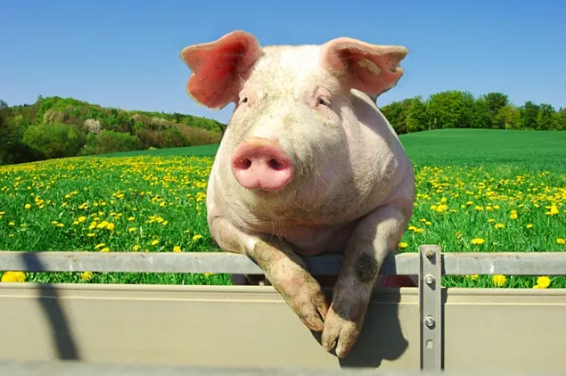 Comisia Europeană apără revizuirea legislației privind bunăstarea animalelor