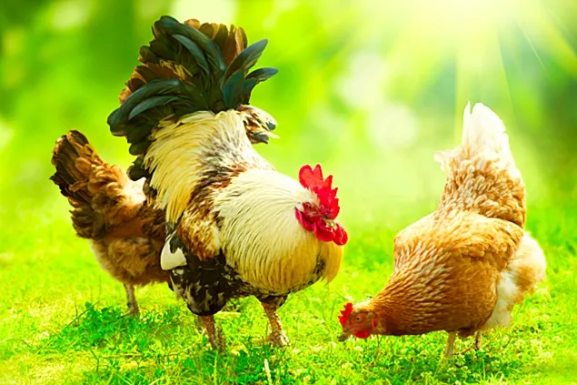 Morandi Com va fi prezentă la Conferința Meat.Milk. 2024