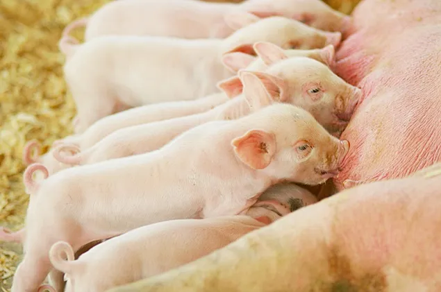 Rabobank: Scade producția de porci, prețurile vor fi în creștere