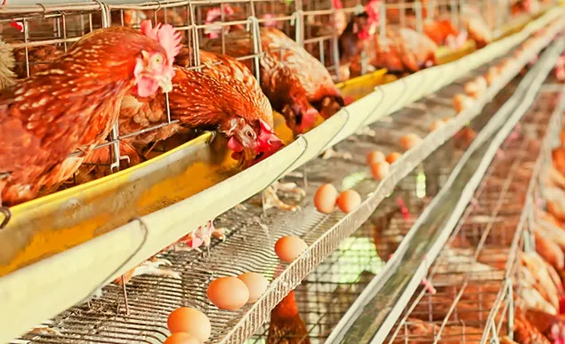 Sprijin de peste 322 milioane lei pentru crescătorii din sectorul suin și avicol