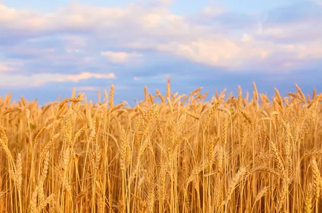 AAC: Scrisoare deschisă către clasa politică pentru sprijinirea agriculturii
