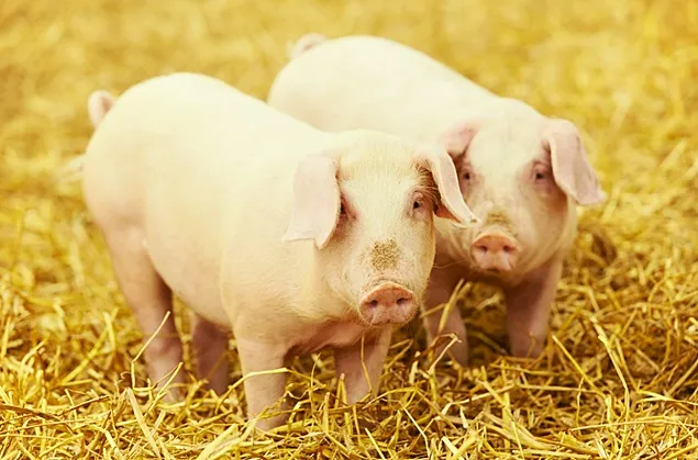 Rabobank: Producția de carne de porc revine la profitabilitate