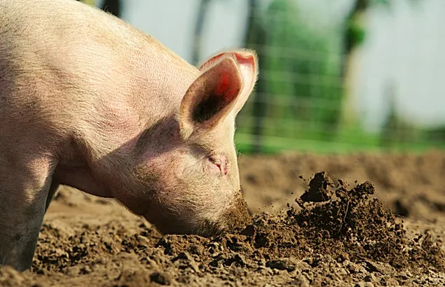 Numărul cazurilor de PPA în UE este de cinci ori mai mare ca în 2019