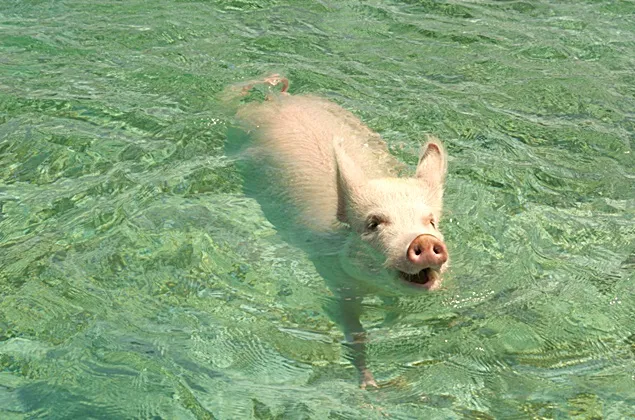ANSVSA: Măsurile obligatorii pe care trebuie să le respecte crescătorii de animale în perioadele caniculare