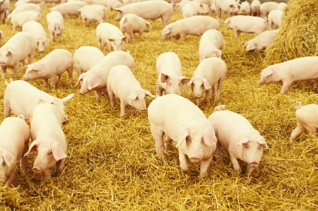 Exportul UE de carne de porc în China se confruntă cu un scenariu de coșmar