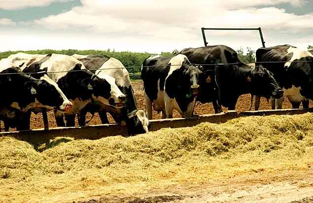 Inițiativă globală de transformare durabilă a sistemelor zootehnice și agroalimentare