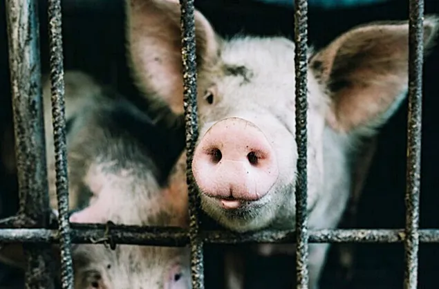 C.E. trimisă în fața CEJ pentru că nu a interzis creșterea și transportul animalelor de fermă în cuști