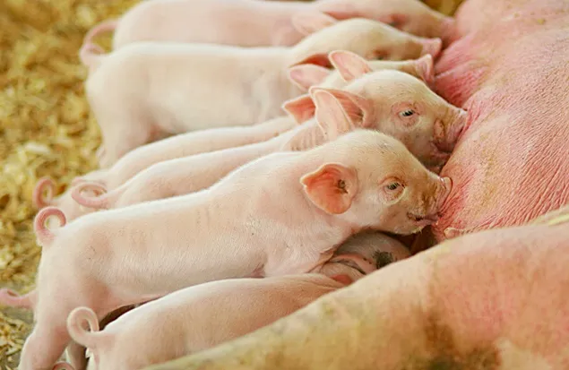 Piața cărnii de porc este în revenire ori speranțele sunt șubrede?