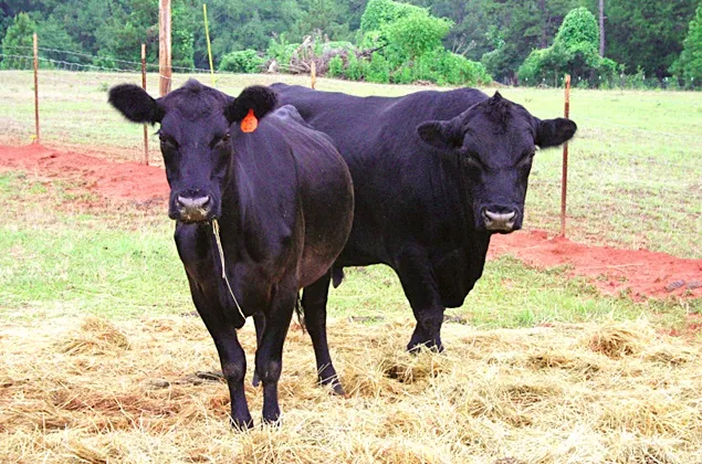 Producția de carne de vită este în scădere