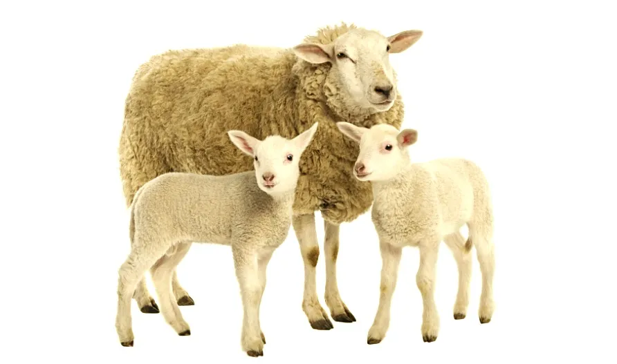 Incertitudinile geopolitice de la Marea Neagră pun în pericol afacerile cu ovine