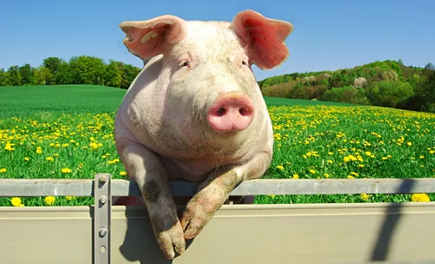 Exporturile UE de carne de porc în Marea Britanie sunt în scădere