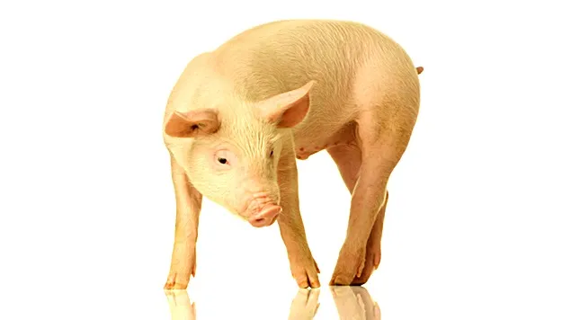 Ce s-a întâmplat nou în industria cărnii de porc?