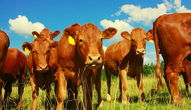 Industria cărnii de vită din Argentina ia măsuri pentru a respecta normele UE privind defrișările