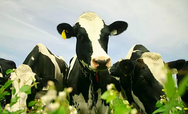 Care este impactul Pactului Verde European asupra produselor lactate?