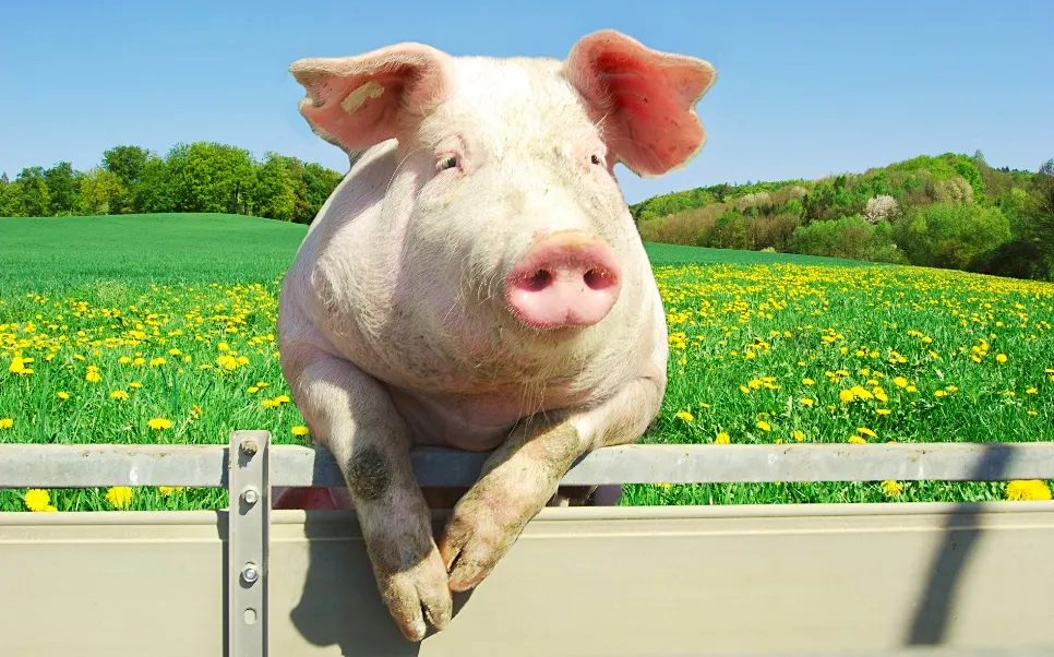 Producția de carne de porc se află în declin continuu