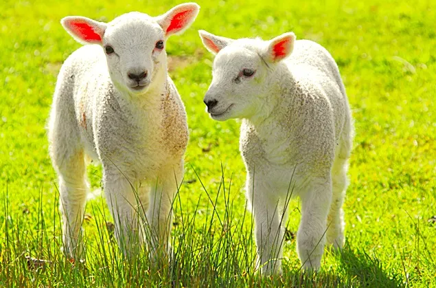 Efectivele de ovine scad în toată Uniunea Europeană