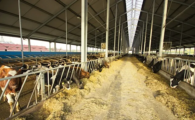 INS: Efectivele de bovine la 1 iunie 2024
