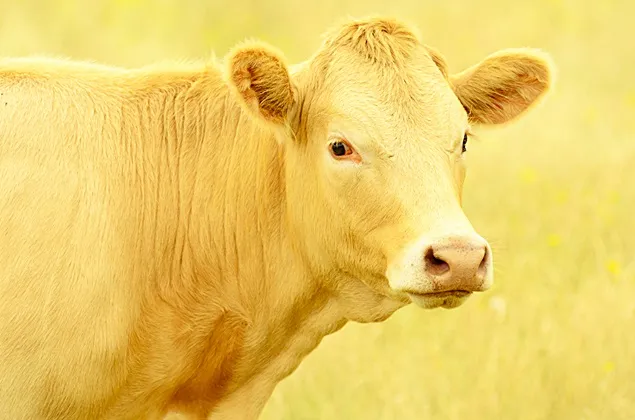 C.E.: Evoluția producției de carne de vită