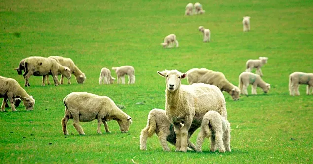 ANSVSA: Vizită de lucru în Iordania pentru deblocarea exportului de ovine