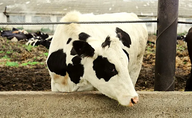 Studiu de caz: Cine ar trebui să sprijine fermierii în tranziția către agricultura etică?