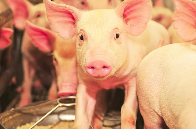 În zilele de 18 și 19 octombrie, la București, va avea loc congresul Swine Day România-Ediția a V-a