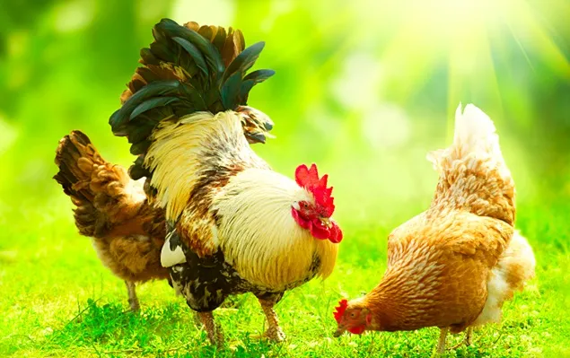 MADR organizează un târg dedicat consumului de carne de pasăre provenită din fermele românești