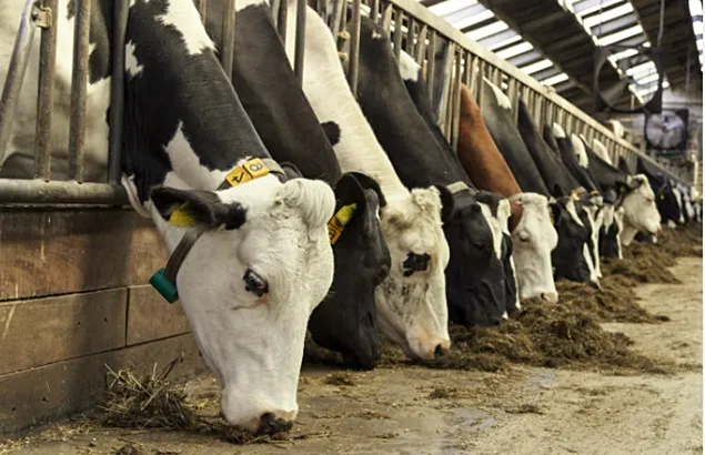 Evoluții recente pe piața internațională a nutriției animale