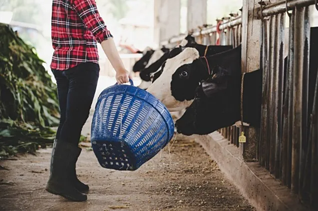 Mai mult lapte și mai puțin carbon cu ajutorul suplimentelor cu grăsimi
