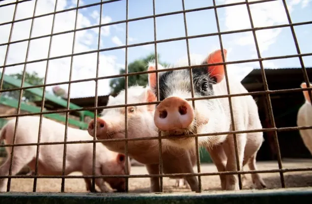 Gestionarea stresului sezonier în fermele de porci prin formule nutriționale