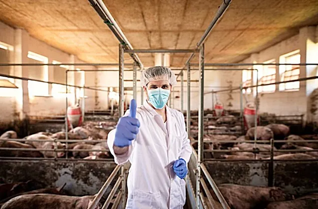Recomandările unei meta-analize privind efectele micotoxinelor la porci