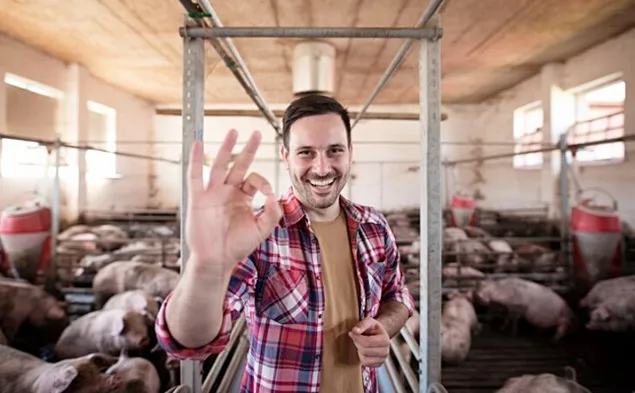 IFIP: Bilanțul piețelor de furaje pentru porci 2023/2024