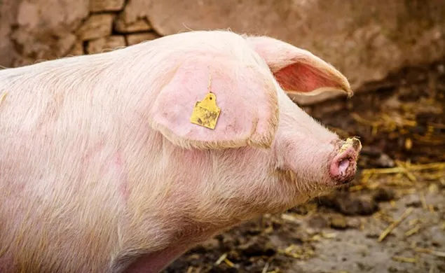 Sacrificările de animale și păsări și producția de carne