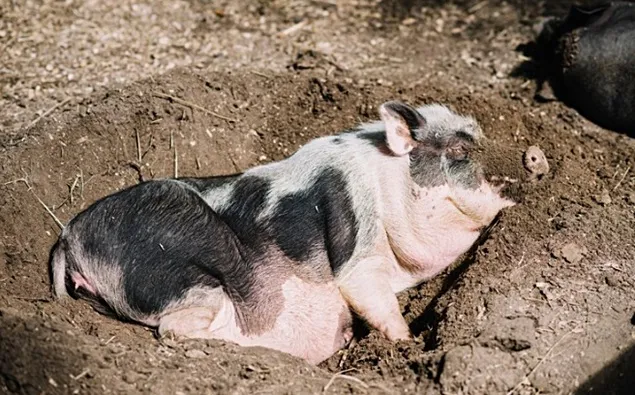 Din cauza PPA, în octombrie au fost sacrificați 100.000 de porci în Italia