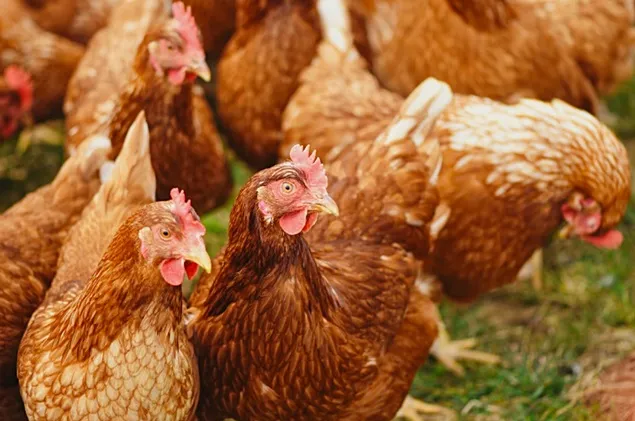 Indiciile genetice ar putea ajuta la creșterea găinilor rezistente la gripa aviară