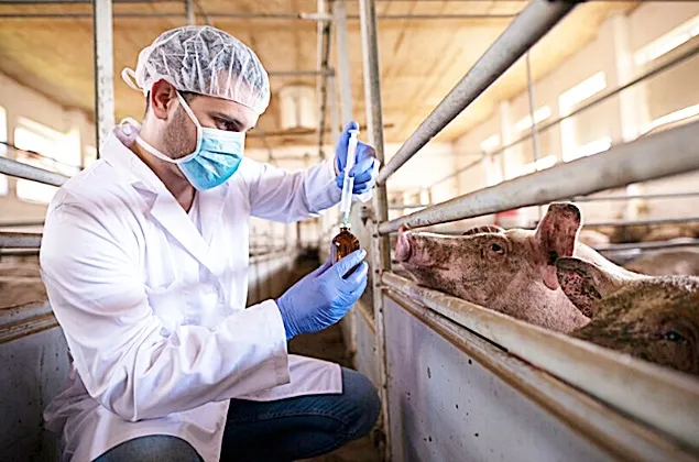 EFSA va efecuta revizuirea dozelor de antibiotice veterinare de primă linie