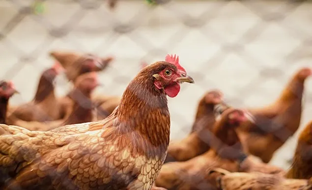 Indiciile genetice ar putea ajuta la creșterea găinilor rezistente la gripa aviară
