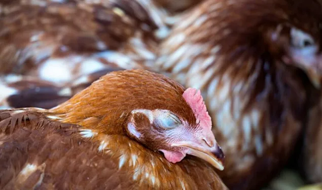 EFSA: Sinteza evoluției gripei aviare în UE și Stastele Unite